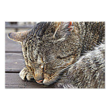 Miaow Photo Art