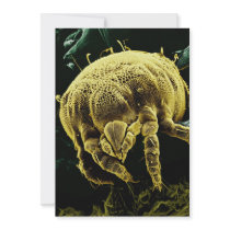 Microscopic Arthropod Acari Mite Lorryia Formosa Invitations
