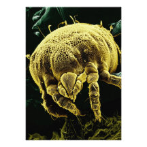 Microscopic Arthropod Acari Mite Lorryia Formosa Invitations