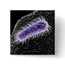 Microscopic view of a helicobacter pylori cell pin