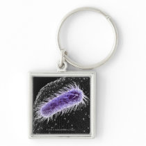 Microscopic view of a helicobacter pylori cell key chain