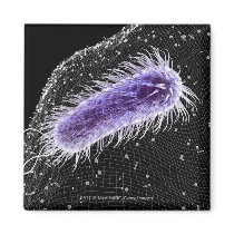 Microscopic view of a helicobacter pylori cell fridge magnet