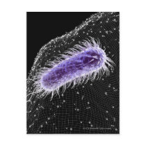 Microscopic view of a helicobacter pylori cell postcards
