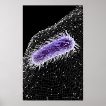 Microscopic view of a helicobacter pylori cell print