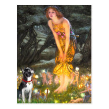 MidEve - Boston Terrier #2 Post Card
