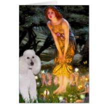 MidEve - White Standard Poodle Cards