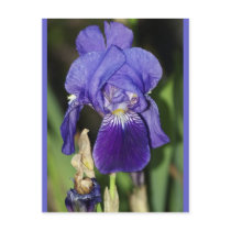 Midinight Iris Floral Postcard