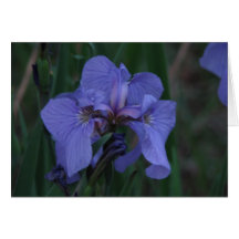 Midnight Beauty Card