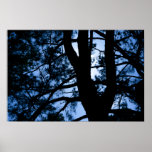 Midnight Sun Poster