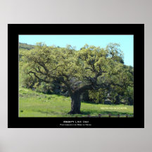 "Mighty Live Oak" Posters