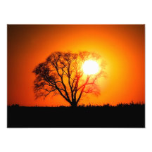 Mighty Oak Sunset Photographic Print