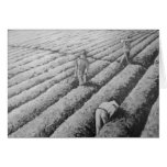 Migrant Mexican Strawberry Pickers Greeting Card