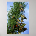 Migration de monarque posters