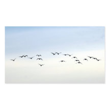migratory birds business card template