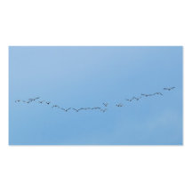 migratory birds business cards