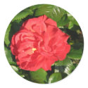 Mikado Hybrid Tea Rose 007 stickers