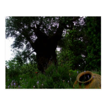 Milenar Olive Trees Postcard Calendar