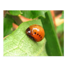 Milkweed beetle larva ~ postcard