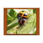 Milkweed Beetles ~ postcard