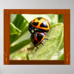 Milkweed Beetles ~ print