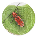 Milkweed Borer Beetle Round Stickers