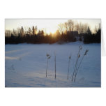 Milkweed in February at Sunrise Cards