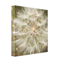 Milkweed Seed Pod Macro canvas prints