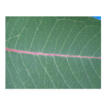 milkweedleaf.jpg postcards