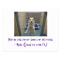 Millie's Plea Post Cards