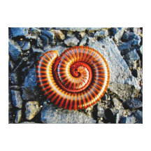 Millipede Trigoniulus Corallinus Curled Arthropod Canvas Print