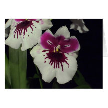 Miltonia hybrid orchid card