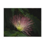 Mimosa Blossom Postcard