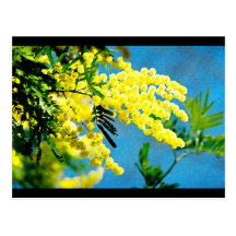 Mimosa de France Carte Postale