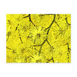 Mimosa Postcards