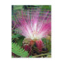 Mimosa Postcard