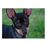 Min Pin business cards