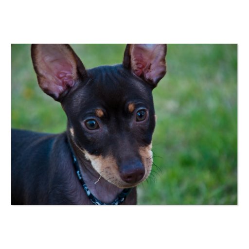 Min Pin business cards