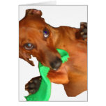 Minature Dachshund cards