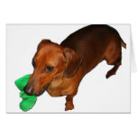 Minature Dachshund cards