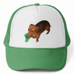Minature Dachshund hats