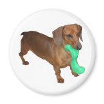 Minature Dachshund magnets