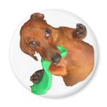 Minature Dachshund magnets