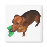 Minature Dachshund magnets