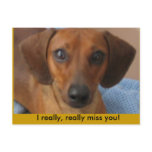Minature Dachshund postcards
