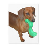 Minature Dachshund postcards