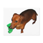 Minature Dachshund postcards