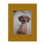 Minature Dachshund Postcards