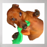 Minature Dachshund posters