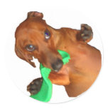 Minature Dachshund stickers