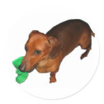 Minature Dachshund stickers